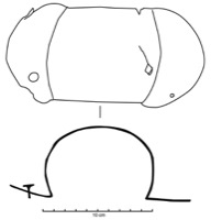 Nissan, Ensrune (34), tombe 175 nord, -275/-225